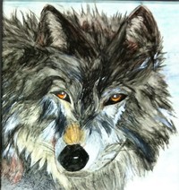 drawing of wolf
