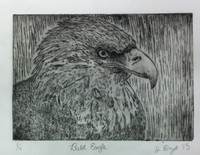 bald eagle illustration